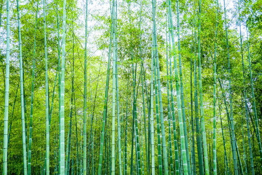 竹子 竹林 竹葉
