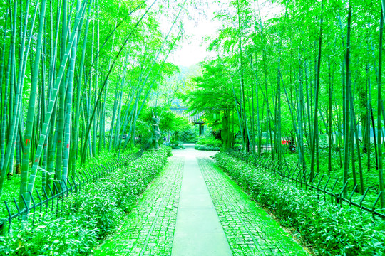 竹子 竹林 竹葉