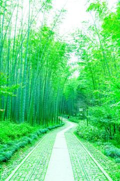 竹子 竹林 竹葉
