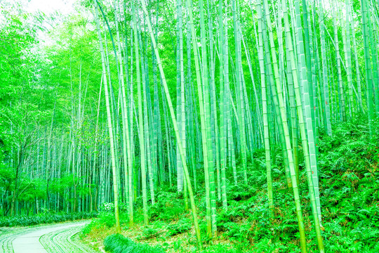 竹子 竹林 竹葉
