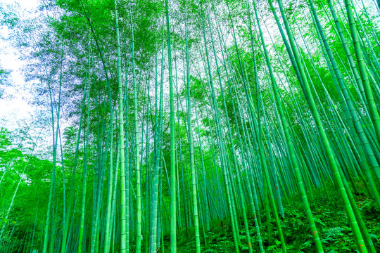 竹子 竹林 竹葉