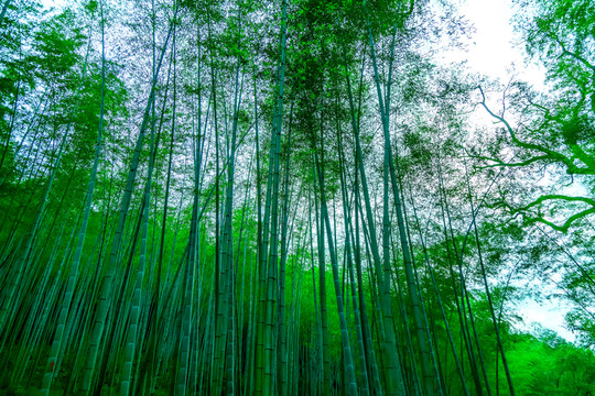 竹子 竹林 竹葉
