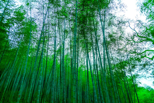 竹子 竹林 竹葉