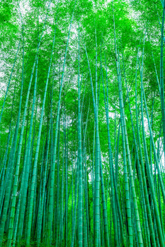竹子 竹林 竹葉