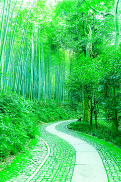 竹子 竹林 竹葉