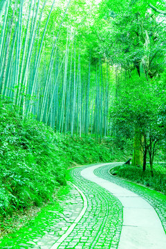 竹子 竹林 竹葉