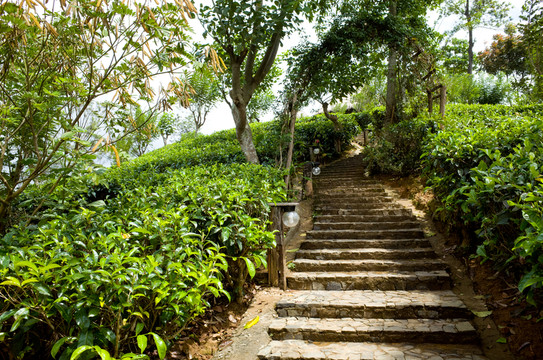 綠色茶園 茶園風(fēng)光 茶園攝影