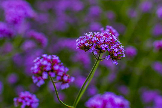 花草