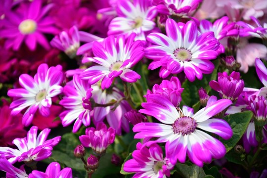 鮮花