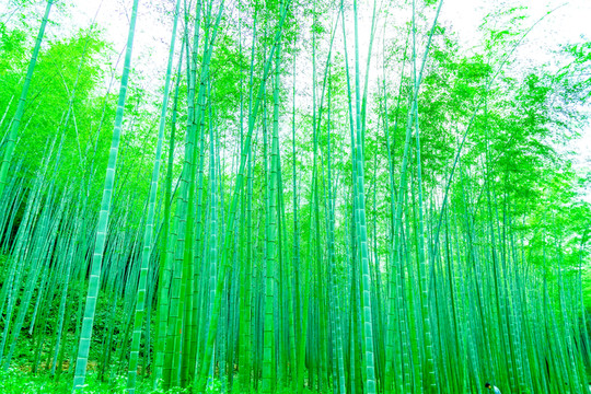 竹子 竹林 竹葉