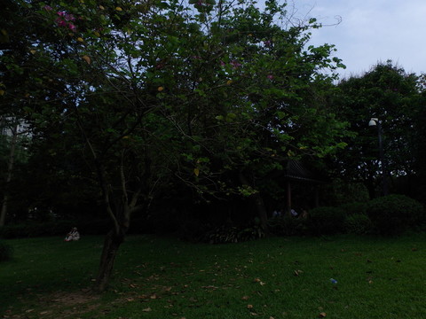 草坪綠樹(shù)