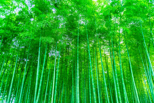 竹子 竹林 竹葉