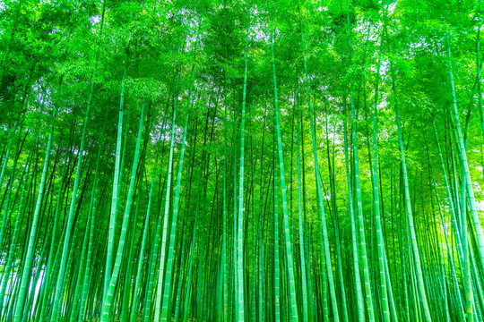 竹子 竹林 竹葉