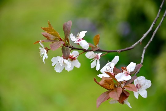 櫻花