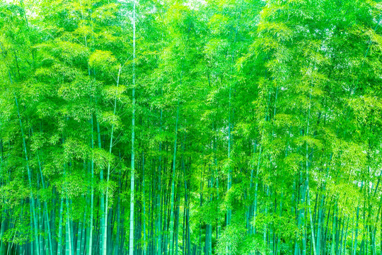 竹子 竹林 竹葉