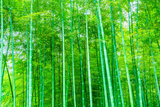 竹子 竹林 竹葉
