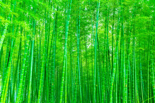 竹子 竹林 竹葉