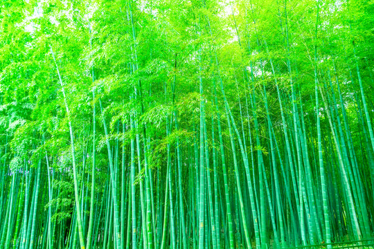 竹子 竹林 竹葉