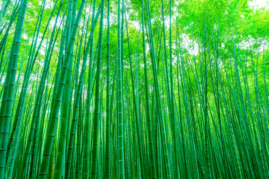 竹子 竹林 竹葉