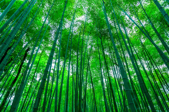 竹子 竹林 竹葉