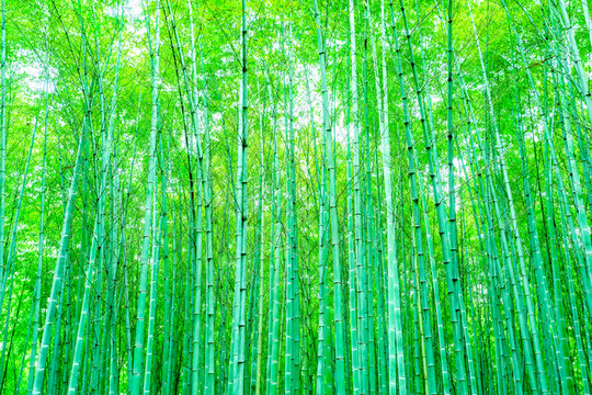 竹子 竹林 竹葉