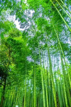 竹子 竹林 竹葉