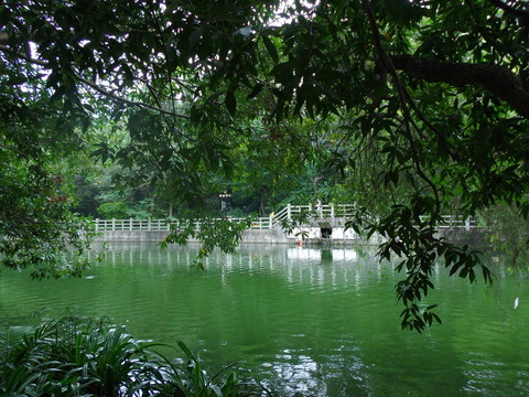 綠樹(shù)倒影