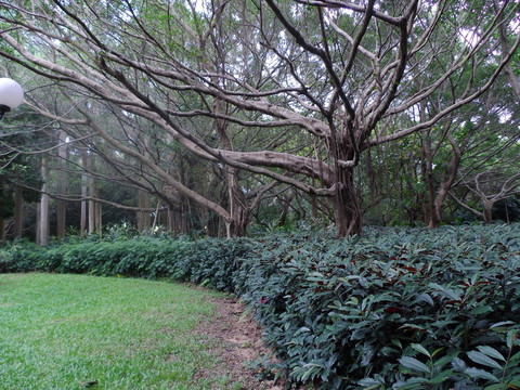 公園綠化