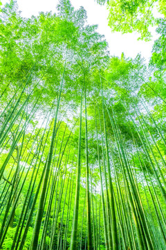 竹子 竹林 竹葉