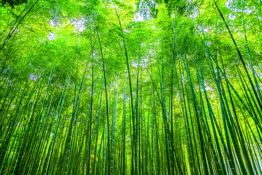 竹子 竹林 竹葉