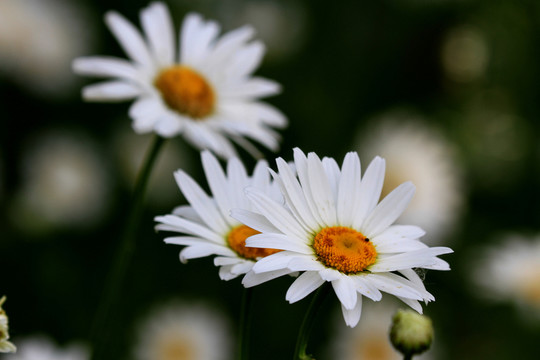 大濱菊