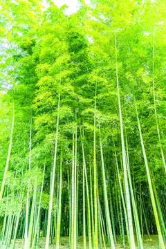 竹子 竹林 竹葉