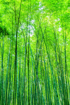 竹子 竹林 竹葉