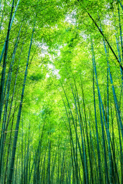 竹子 竹林 竹葉
