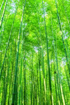 竹子 竹林 竹葉