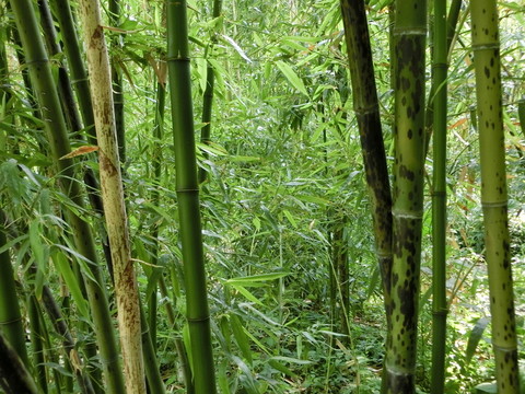 竹林 竹子