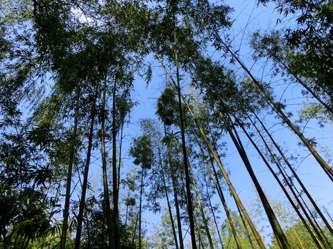 竹林 竹子