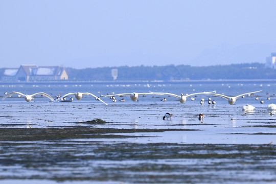 榮成天鵝湖精美高清圖 山東鄉(xiāng)村
