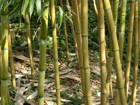 竹林 竹子