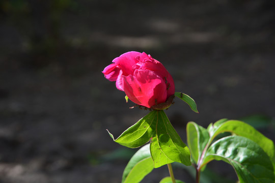 芍藥花