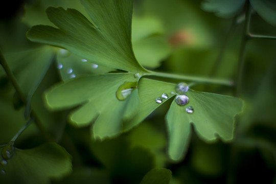 花草