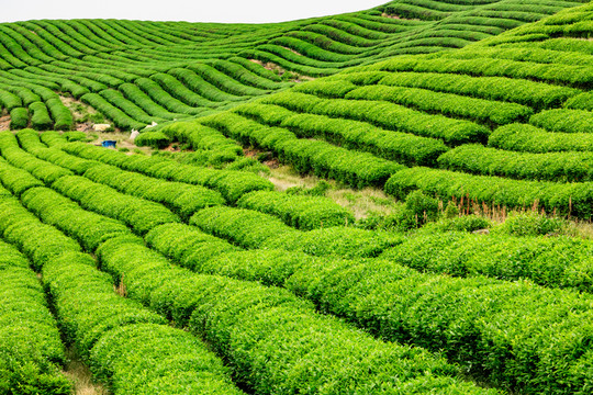 茶場(chǎng)茶園