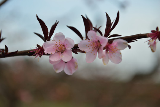 桃花 花 桃花園 風(fēng)景 花色