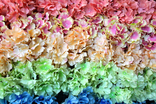 植物墻背景 花墻 花朵 花瓣