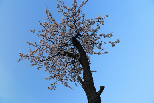 杏花
