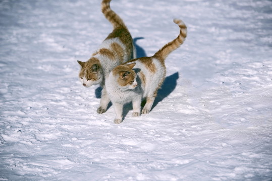 雪中小貓