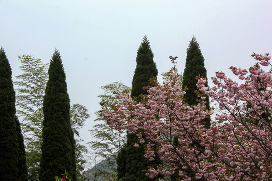 櫻花