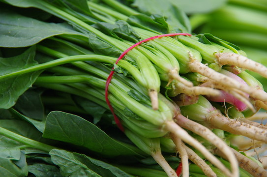 新鮮菠菜
