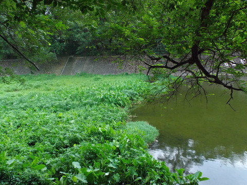 湖水苔滸