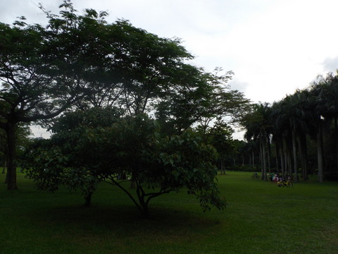 草地風(fēng)景